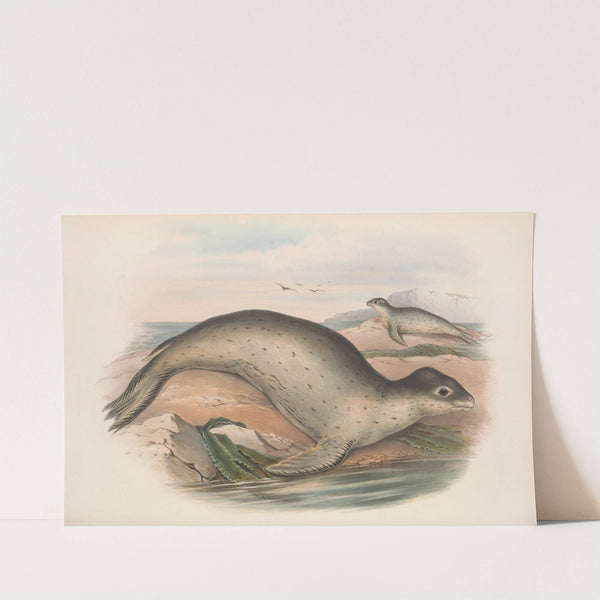 The mammals of Australia Pl.156 (1845-1863) by John Gould