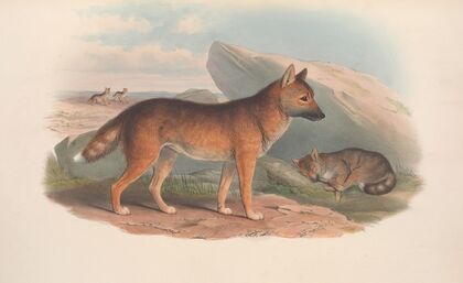 The mammals of Australia Pl.158