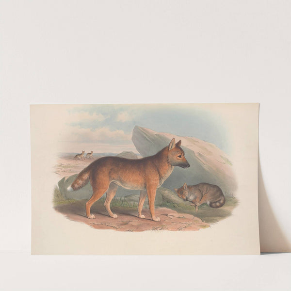 The mammals of Australia Pl.158 (1845-1863) by John Gould