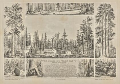 The Mammoth Tree Grove, Calaveras County, California. Lapham & Haynes Proprs. (1855)