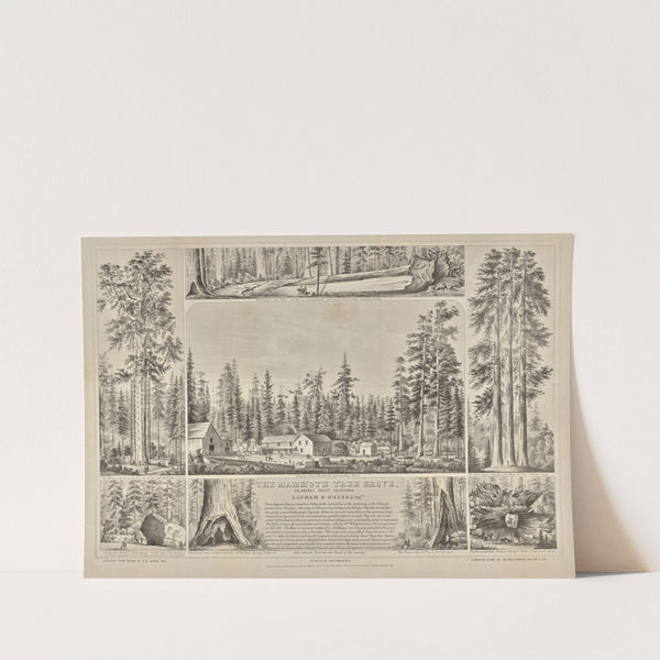 The Mammoth Tree Grove, Calaveras County, California. Lapham & Haynes Proprs. (1855) by Thomas Almond Ayres
