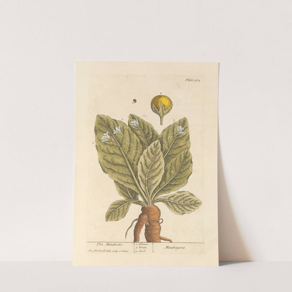 The mandrake by Elizabeth Blackwell