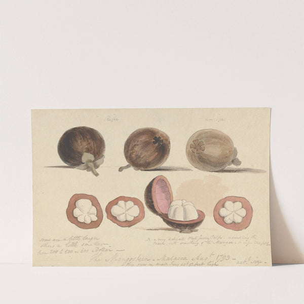 The Mangosteen Fruit, Malacca by Samuel Davis