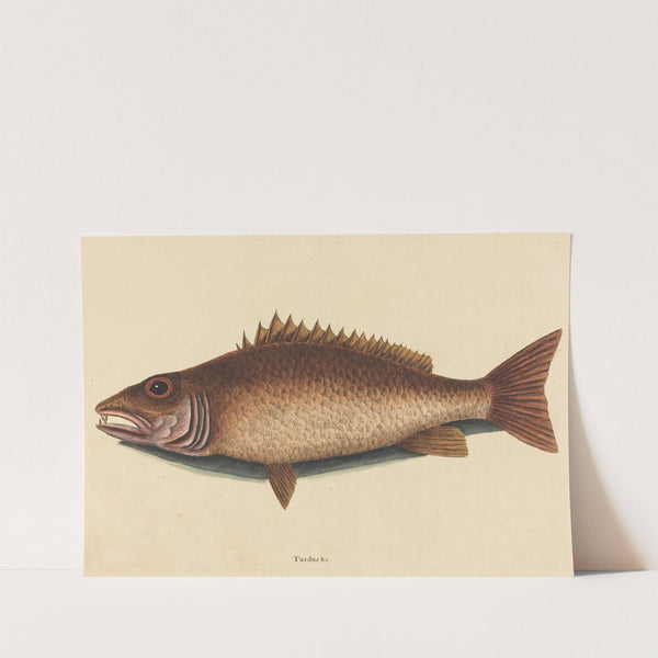 The Mangrove Snapper (Labrus griseus) by Mark Catesby