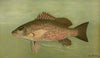 The Mangrove Snapper, Lutjanus griseus.