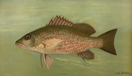 The Mangrove Snapper, Lutjanus griseus.