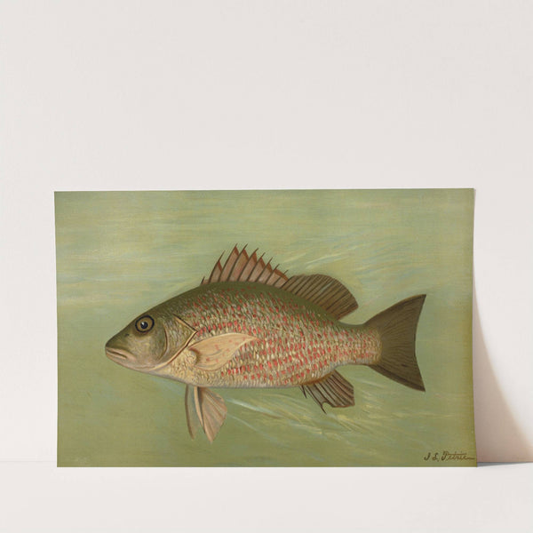 The Mangrove Snapper, Lutjanus griseus. by John L. Petrie