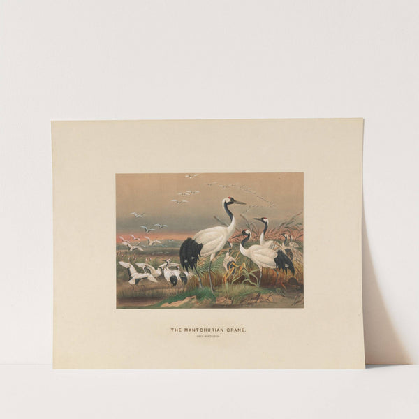 The Mantchurian Crane (1861-1867) by Joseph Wolf
