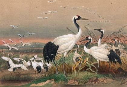 The Mantchurian Crane