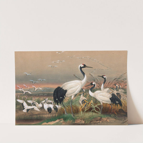 The Mantchurian Crane by Joseph Wolf