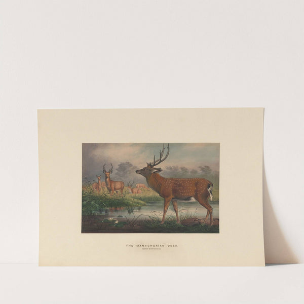 The Mantchurian Deer (1861-1867) by Joseph Wolf