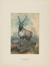 The Markhore (1861-1867)