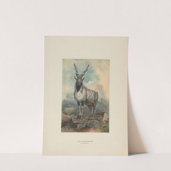 The Markhore (1861-1867) by Joseph Wolf