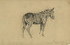 The meditative mule