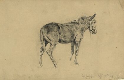 The meditative mule