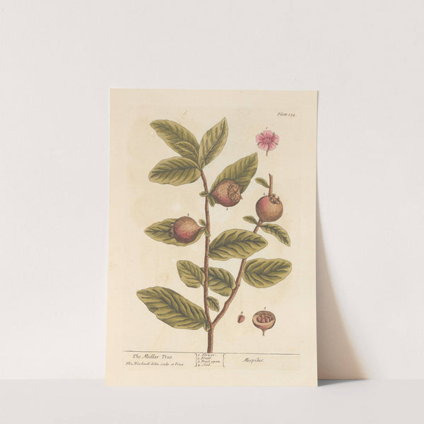 The medlar tree by Elizabeth Blackwell