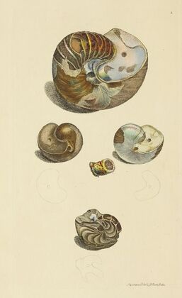 The mineral conchology of Great Britain Pl.001