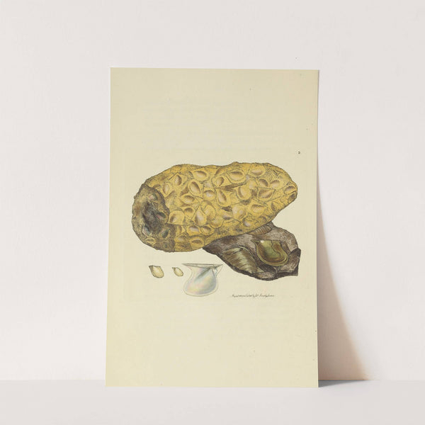 The mineral conchology of Great Britain Pl.002 by James Sowerby