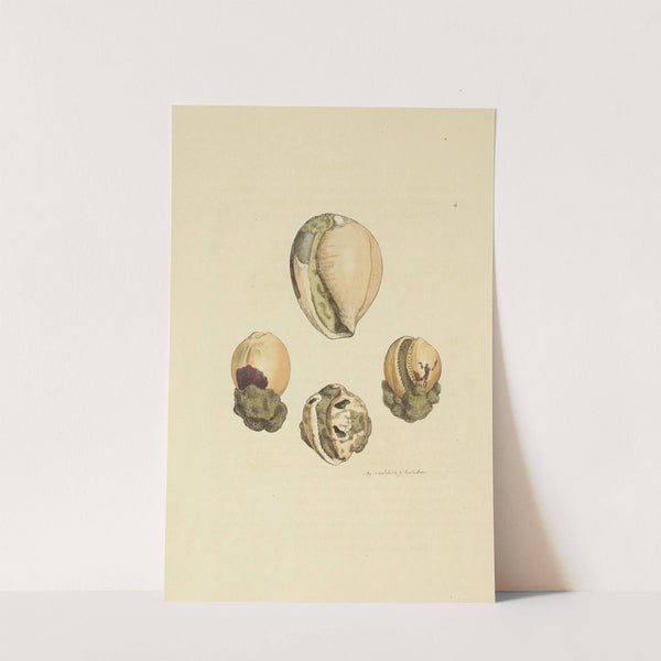 The mineral conchology of Great Britain Pl.004 by James Sowerby