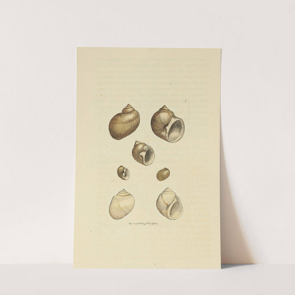 The mineral conchology of Great Britain Pl.005 by James Sowerby