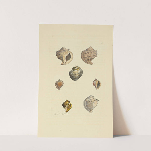 The mineral conchology of Great Britain Pl.006 by James Sowerby