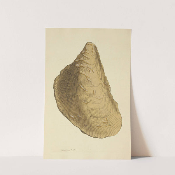 The mineral conchology of Great Britain Pl.007 by James Sowerby