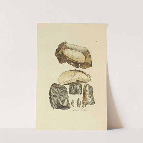 The mineral conchology of Great Britain Pl.008 by James Sowerby