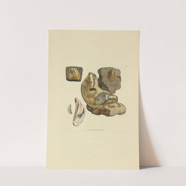 The mineral conchology of Great Britain Pl.009 by James Sowerby