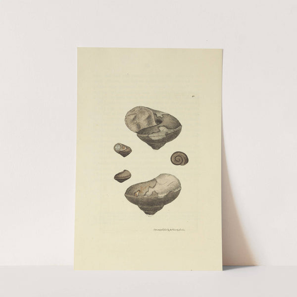 The mineral conchology of Great Britain Pl.010 by James Sowerby