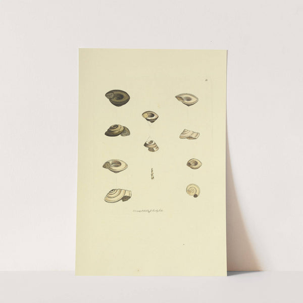 The mineral conchology of Great Britain Pl.011 by James Sowerby