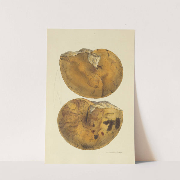 The mineral conchology of Great Britain Pl.012 by James Sowerby