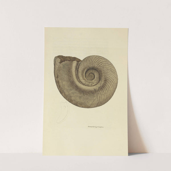 The mineral conchology of Great Britain Pl.013 by James Sowerby