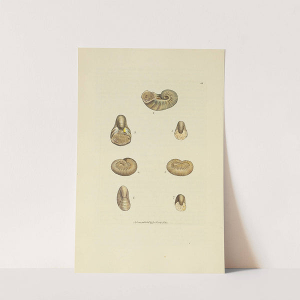 The mineral conchology of Great Britain Pl.018 by James Sowerby