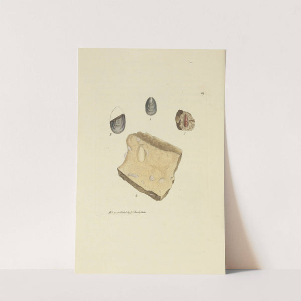 The mineral conchology of Great Britain Pl.019 by James Sowerby