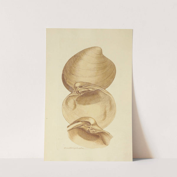 The mineral conchology of Great Britain Pl.021 by James Sowerby