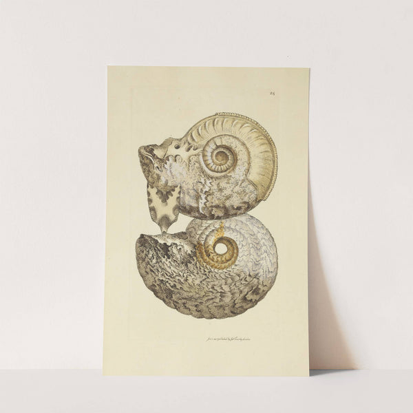 The mineral conchology of Great Britain Pl.024 by James Sowerby