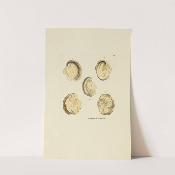 The mineral conchology of Great Britain Pl.025 by James Sowerby