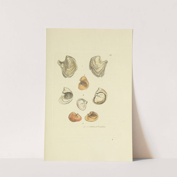 The mineral conchology of Great Britain Pl.026 by James Sowerby