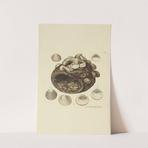 The mineral conchology of Great Britain Pl.027 by James Sowerby