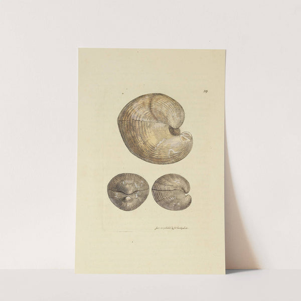 The mineral conchology of Great Britain Pl.029 by James Sowerby