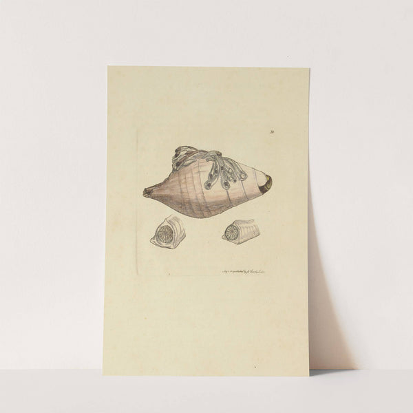 The mineral conchology of Great Britain Pl.030 by James Sowerby