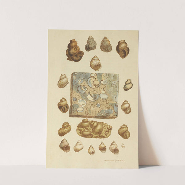 The mineral conchology of Great Britain Pl.031 by James Sowerby