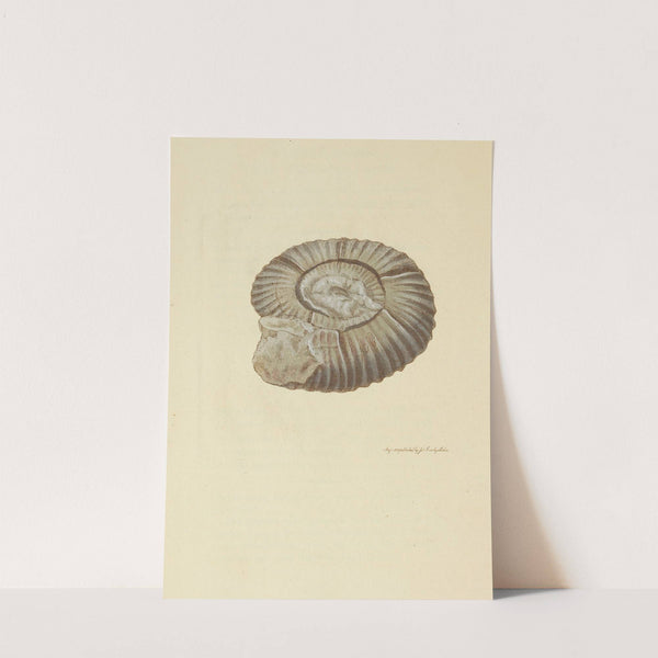 The mineral conchology of Great Britain Pl.032 by James Sowerby