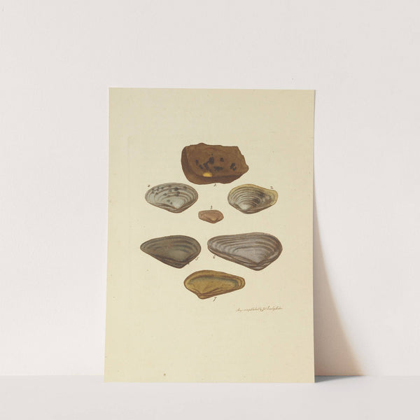 The mineral conchology of Great Britain Pl.033 by James Sowerby