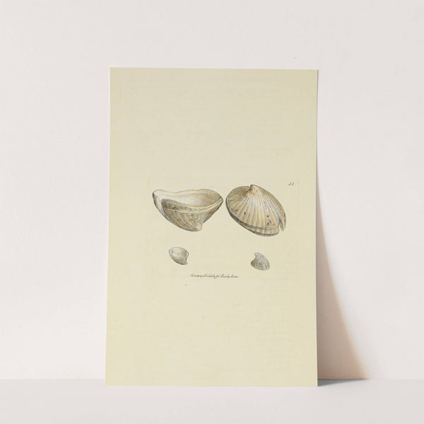 The mineral conchology of Great Britain Pl.034 by James Sowerby