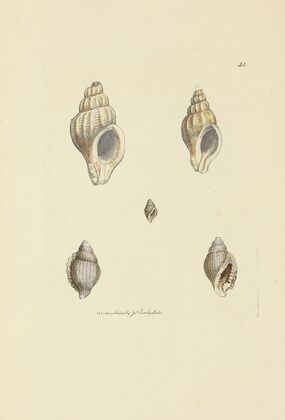 The mineral conchology of Great Britain Pl.035