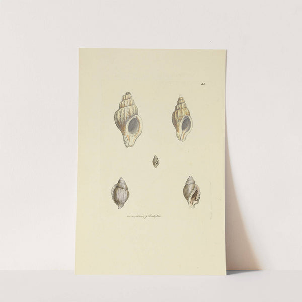 The mineral conchology of Great Britain Pl.035 by James Sowerby