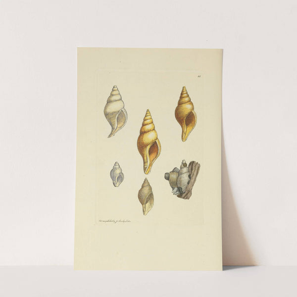 The mineral conchology of Great Britain Pl.036 by James Sowerby