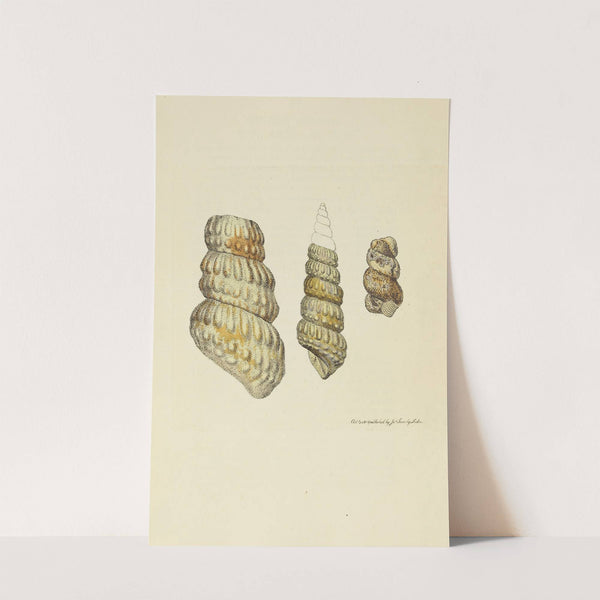 The mineral conchology of Great Britain Pl.037 by James Sowerby