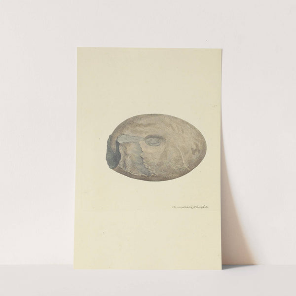 The mineral conchology of Great Britain Pl.038 by James Sowerby